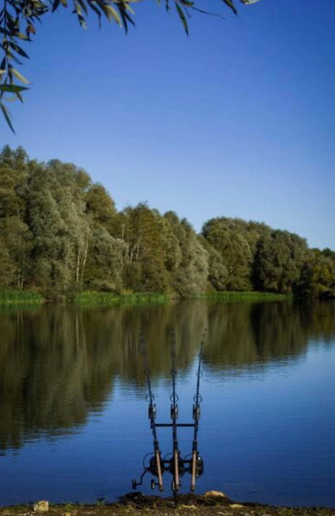 carp fishing angling rods